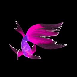 Image of Beautiful colorful betta fish on black background 