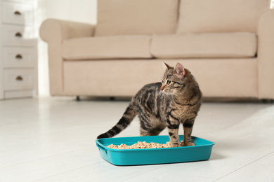 Photo of Tabby cat near litter box at home