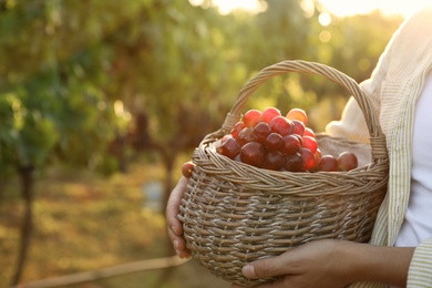 Woman holding wicker basket with ripe grapes in vineyard, closeup