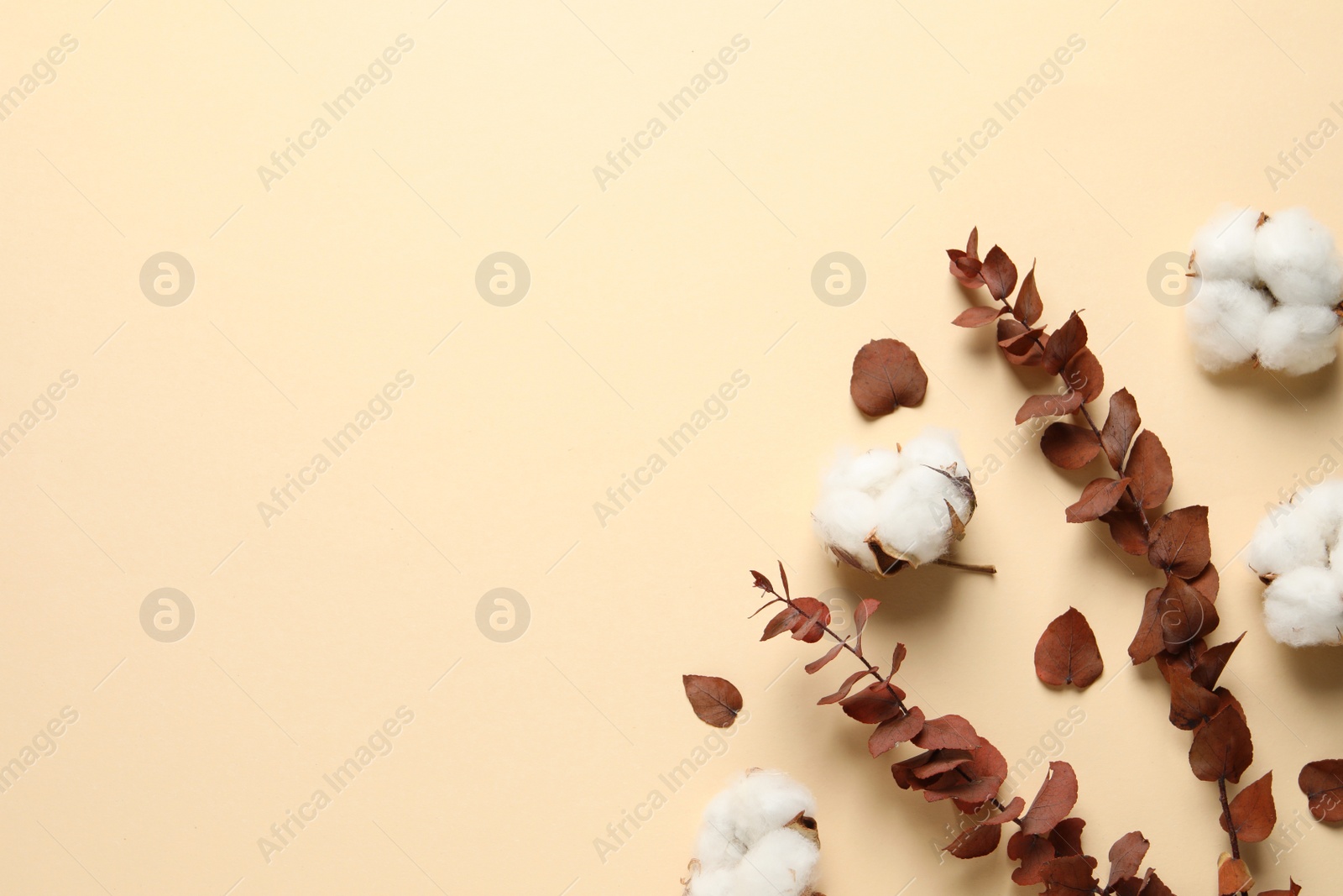 Photo of Fluffy cotton flowers and leaves on beige background, flat lay. Space for text