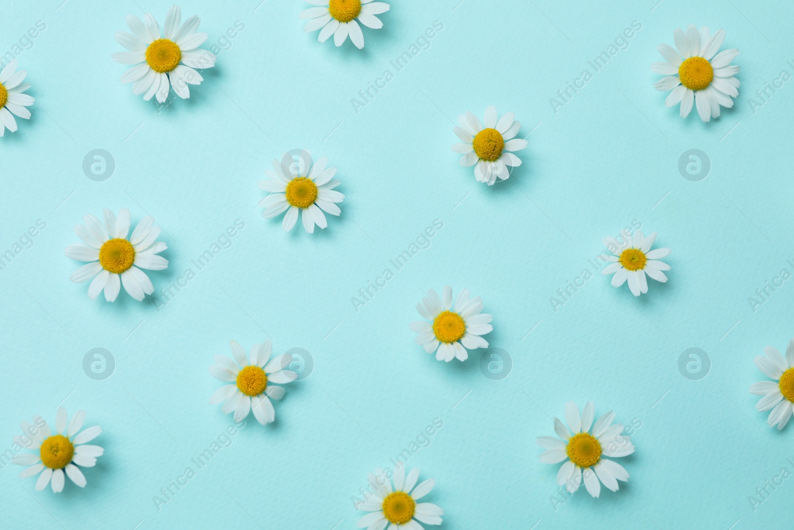 Photo of Flat lay composition with beautiful chamomiles on light blue background