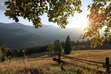 Photo of Morning sun shining through tree branches on pasture in mountains