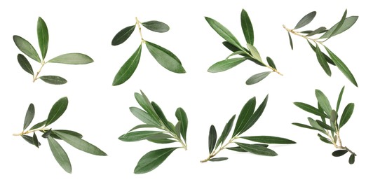 Image of Set with fresh green olive leaves on white background. Banner design