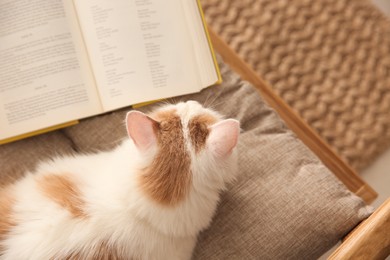 Photo of Cute fluffy cat and book in armchair with pillow, top view