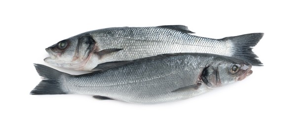 Photo of Fresh sea bass fish on white background, top view