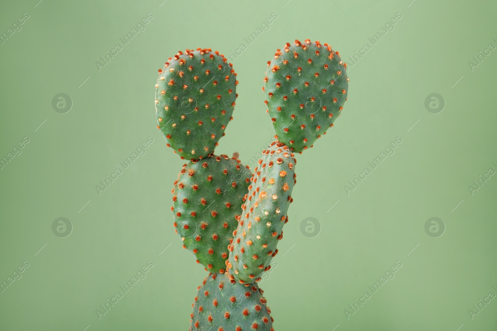 Photo of Beautiful green Opuntia cactus on color background