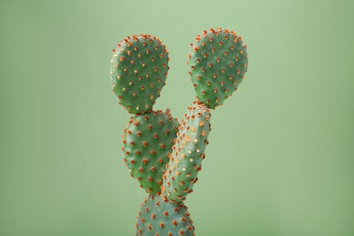 Photo of Beautiful green Opuntia cactus on color background