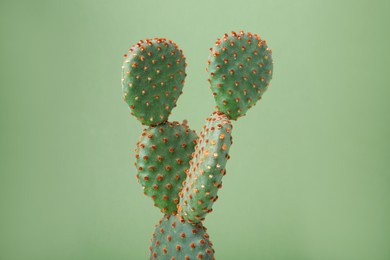 Beautiful green Opuntia cactus on color background