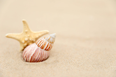 Sandy beach with beautiful seashell and starfish, space for text