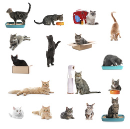 Image of Collage of beautiful cats on white background. Lovely pet