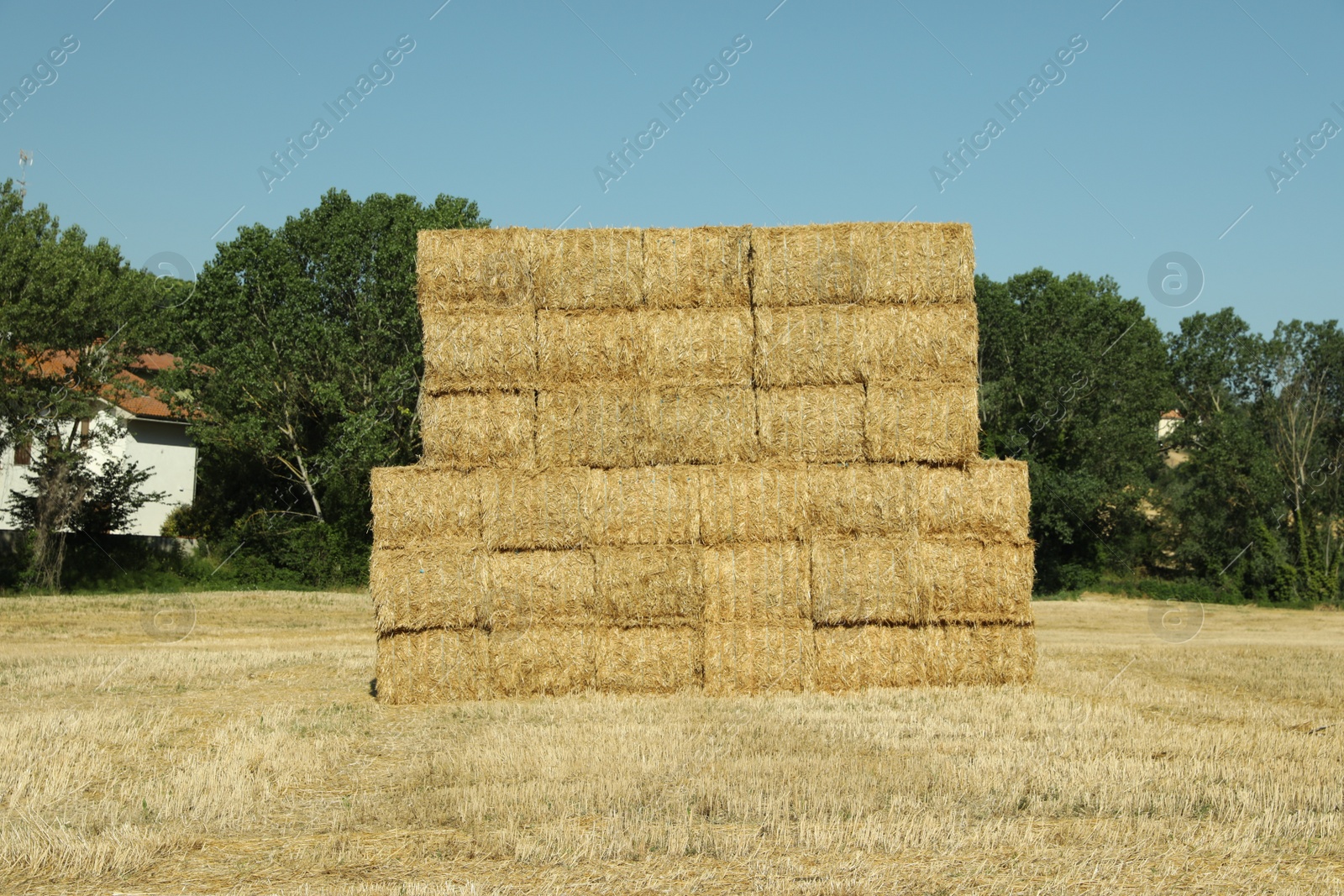 Photo of Many hay bales outdoors on sunny day