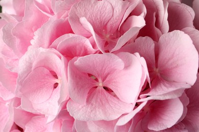 Photo of Beautiful hortensia flowers as background, closeup view