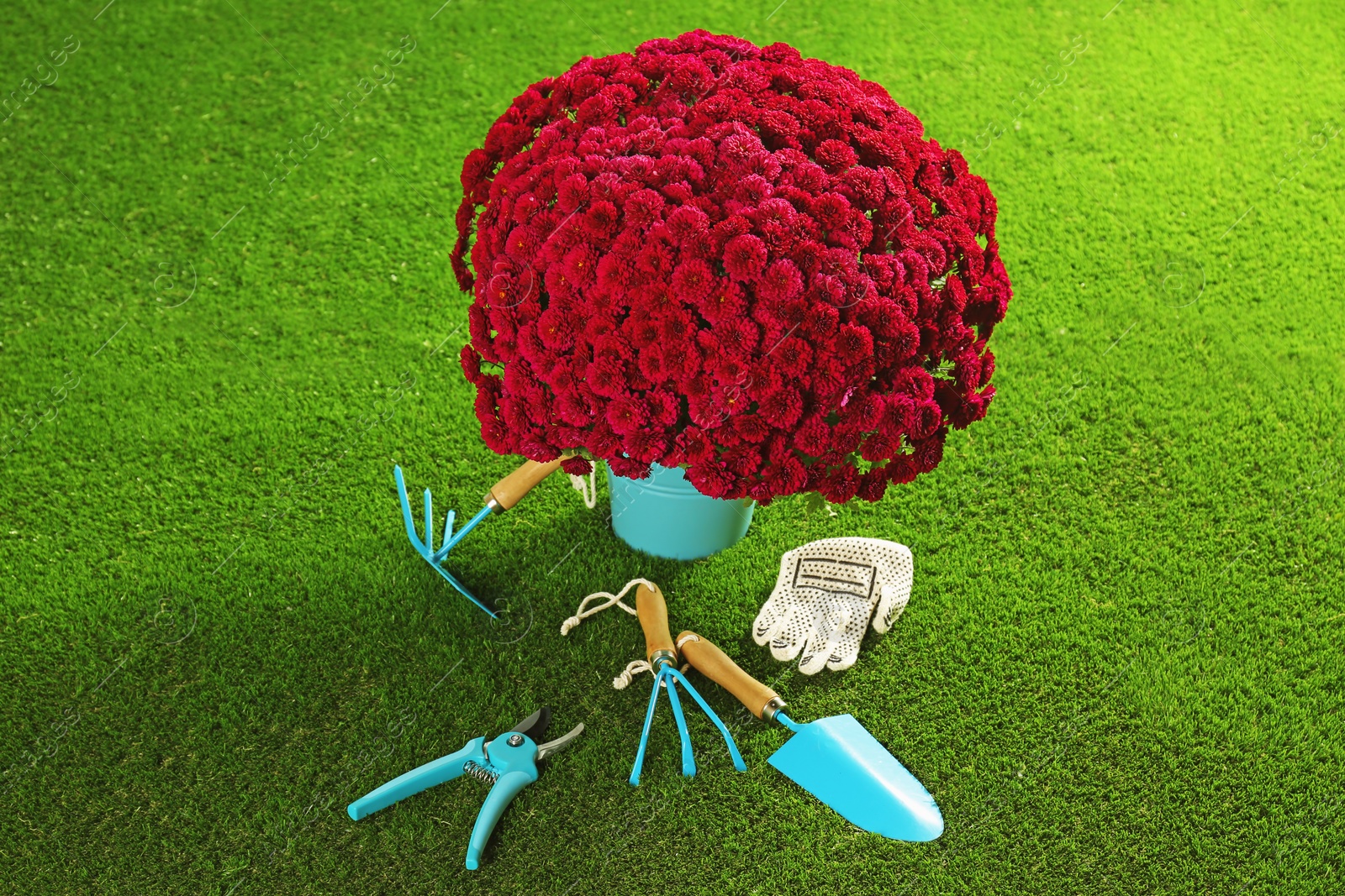 Photo of Beautiful chrysanthemum flowers and gardening tools on artificial lawn