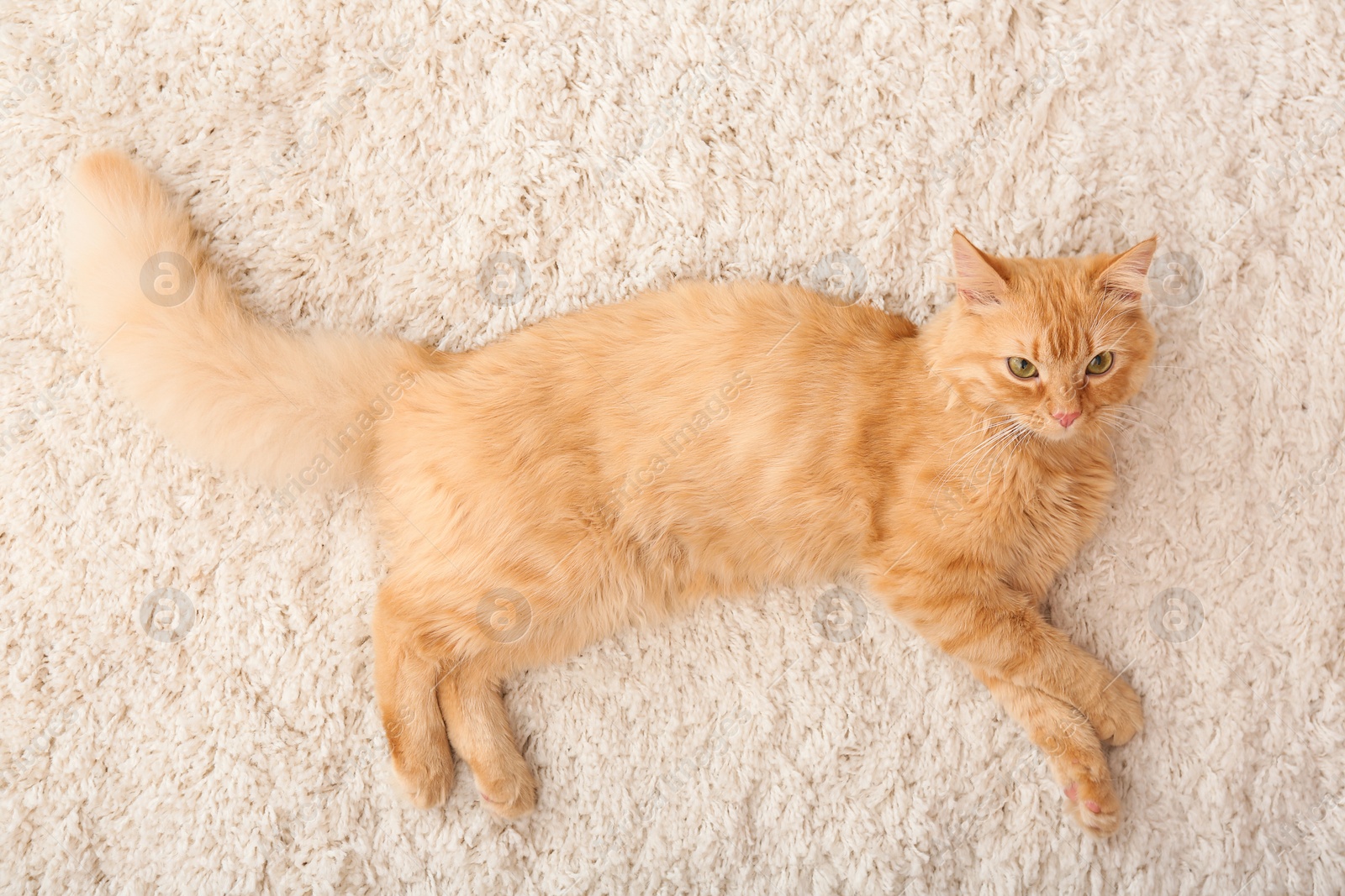 Photo of Cute cat lying on carpet at home, top view