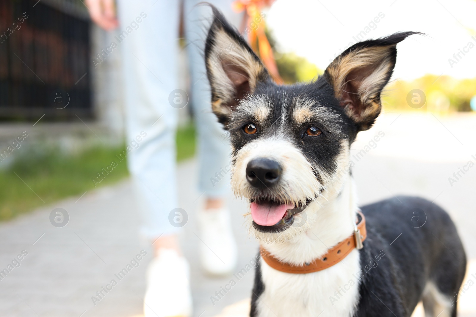 Photo of Woman walking her cute dog on city street, closeup. Space for text