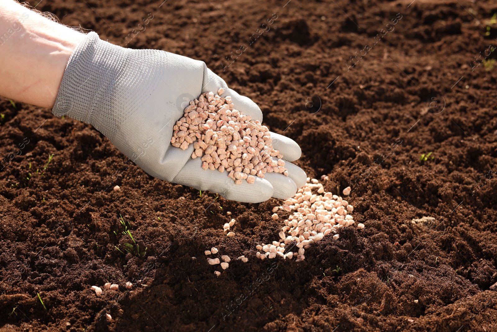 Photo of Man fertilizing soil, closeup. Space for text