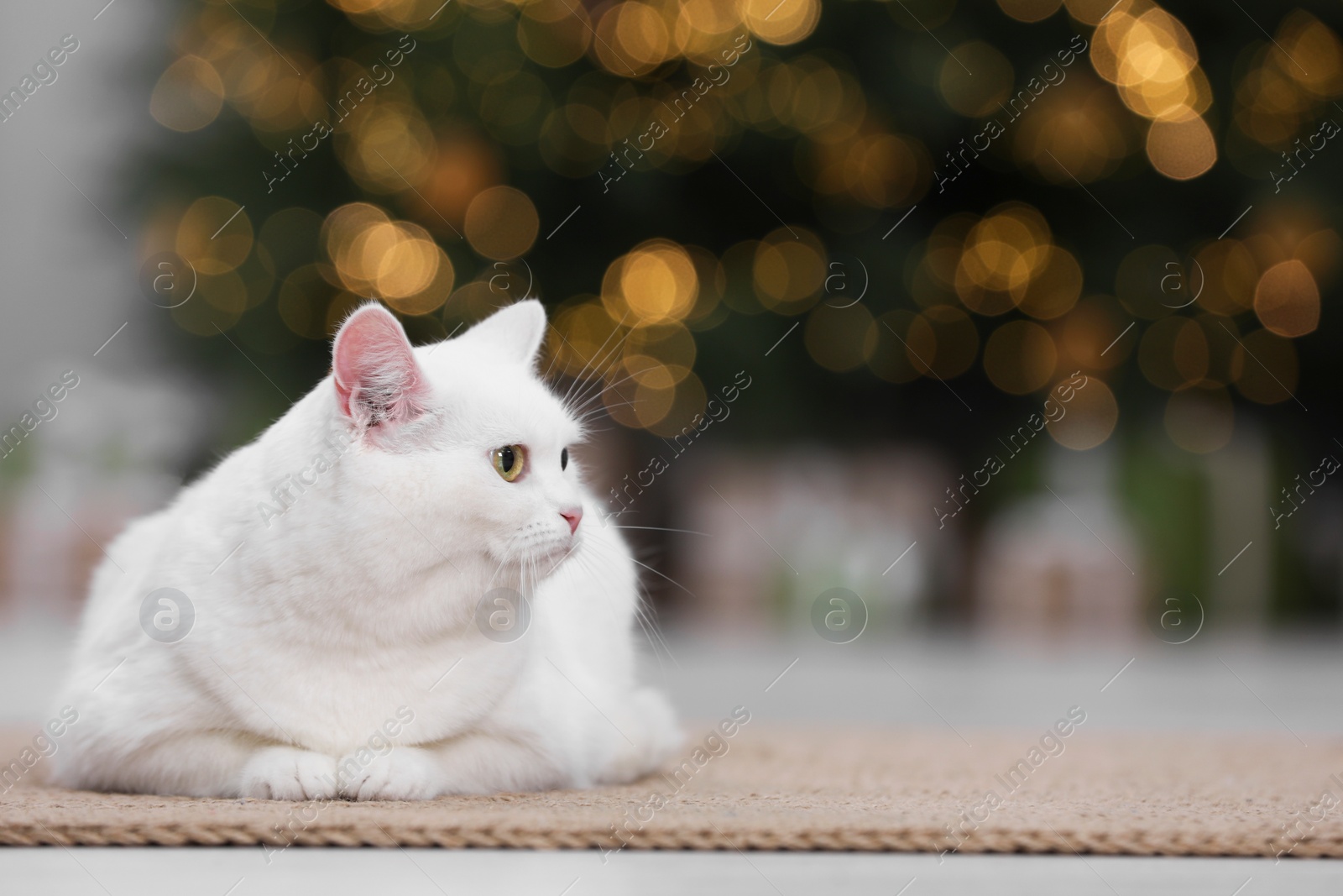 Photo of Christmas atmosphere. Adorable cat on rug in cosy room. Space for text