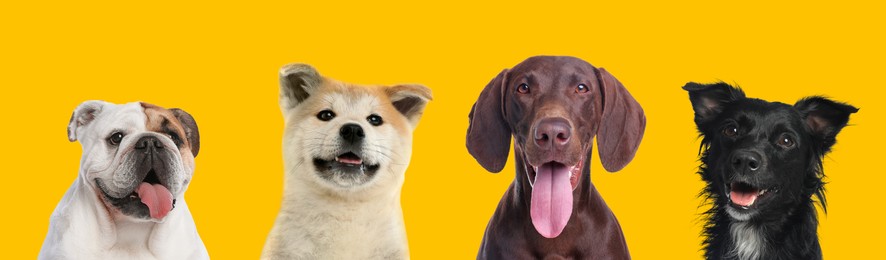 Image of Happy pets. Cute long haired dog smiling near German Shorthaired Pointer, Akita Inu puppy and English bulldog on yellow background, banner design