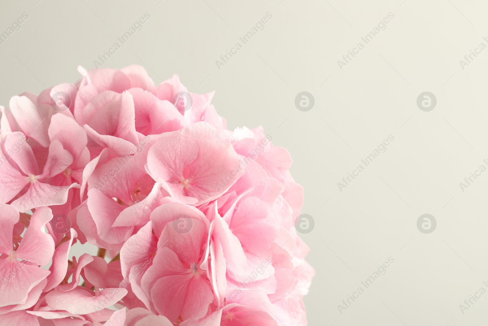 Photo of Beautiful pink hortensia flowers on light background, closeup. Space for text