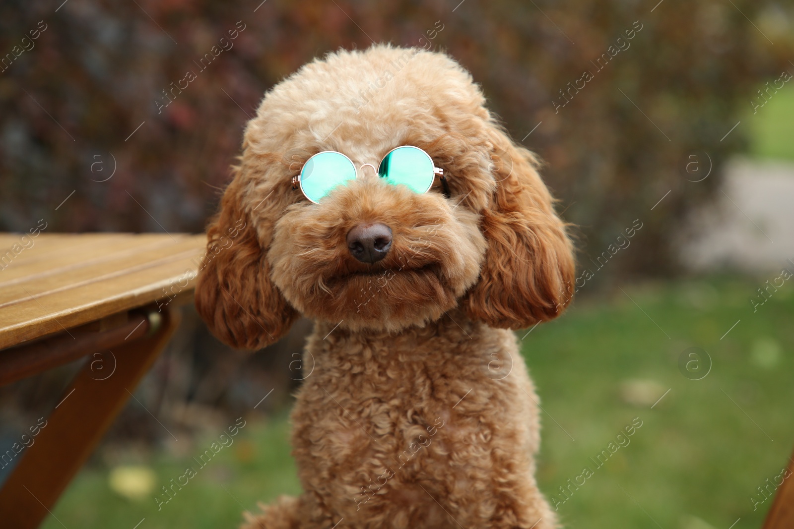 Photo of Cute fluffy dog in sunglasses on blurred background