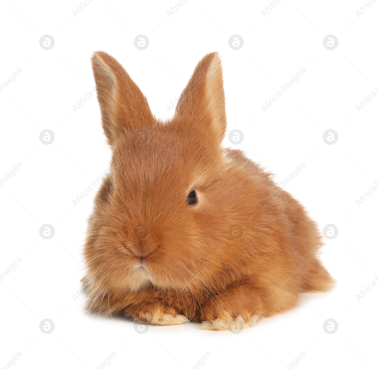 Photo of Adorable fluffy bunny isolated on white. Easter symbol