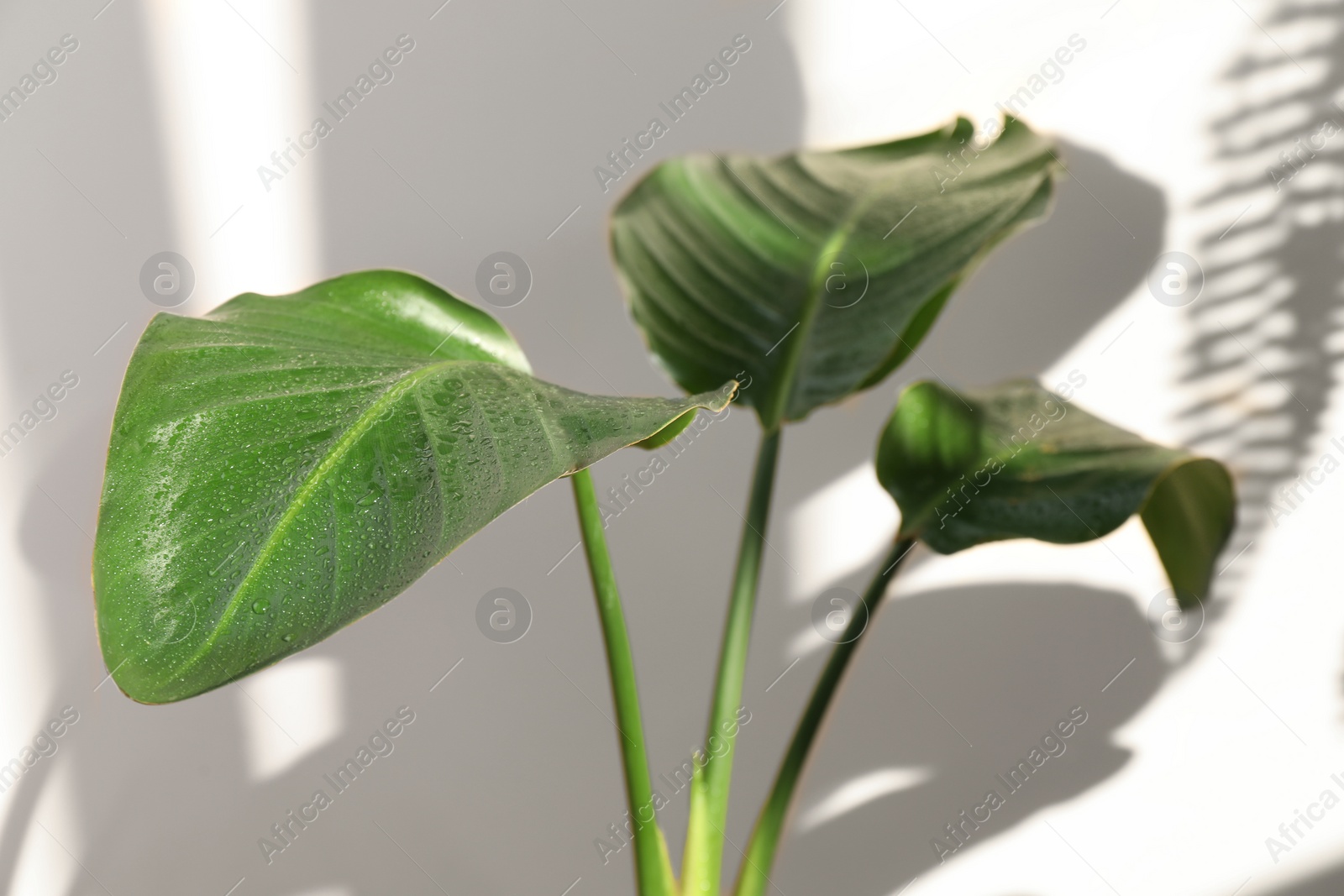 Photo of Beautiful plant with wet leaves near white wall, closeup. House decoration