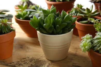 Photo of Beautiful potted echeveria on table. Succulent plant