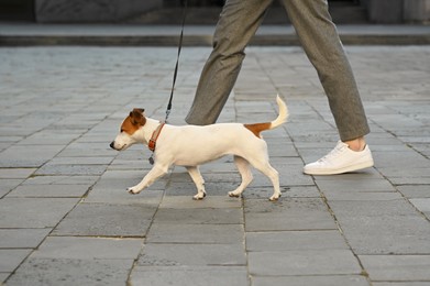 Man with adorable Jack Russell Terrier on city street, closeup. Dog walking