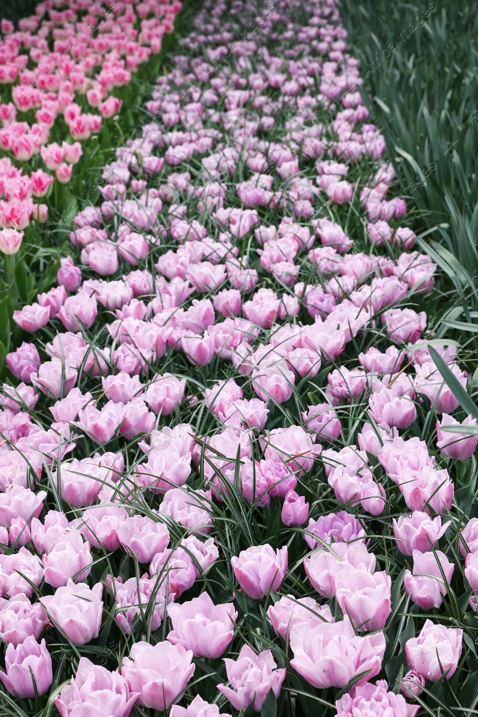 Photo of Many beautiful tulip flowers growing outdoors. Spring season