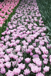 Many beautiful tulip flowers growing outdoors. Spring season