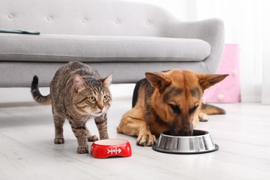 Photo of Adorable striped cat and dog eating together indoors. Animal friendship