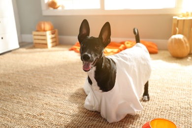 Photo of Cute black dog dressed as ghost at home. Halloween costume for pet