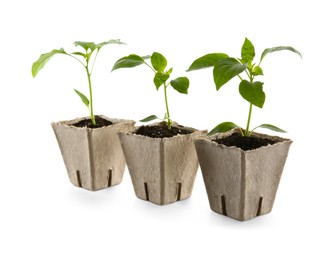 Photo of Green pepper seedlings in peat pots isolated on white
