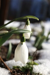 Beautiful blooming snowdrops growing outdoors, closeup. Spring flowers