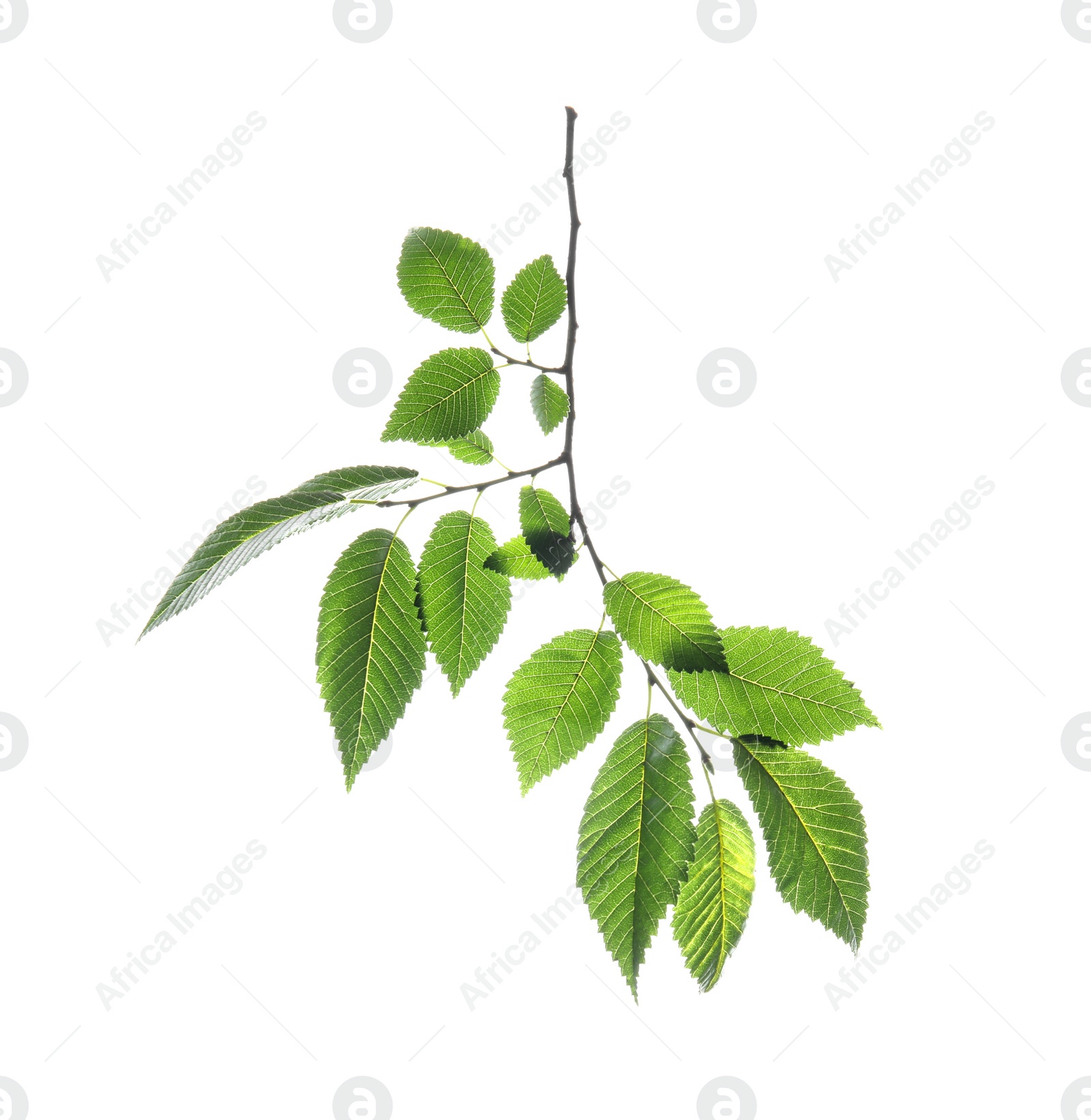 Photo of Branch of elm tree with young fresh green leaves isolated on white. Spring season