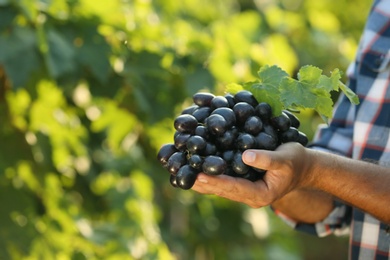 Photo of Man holding bunch of fresh ripe juicy grapes in vineyard, closeup