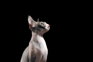 Cute sphynx cat on black background, space for text. Friendly pet