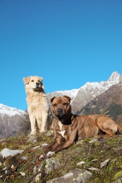 Adorable dogs in mountains on sunny day