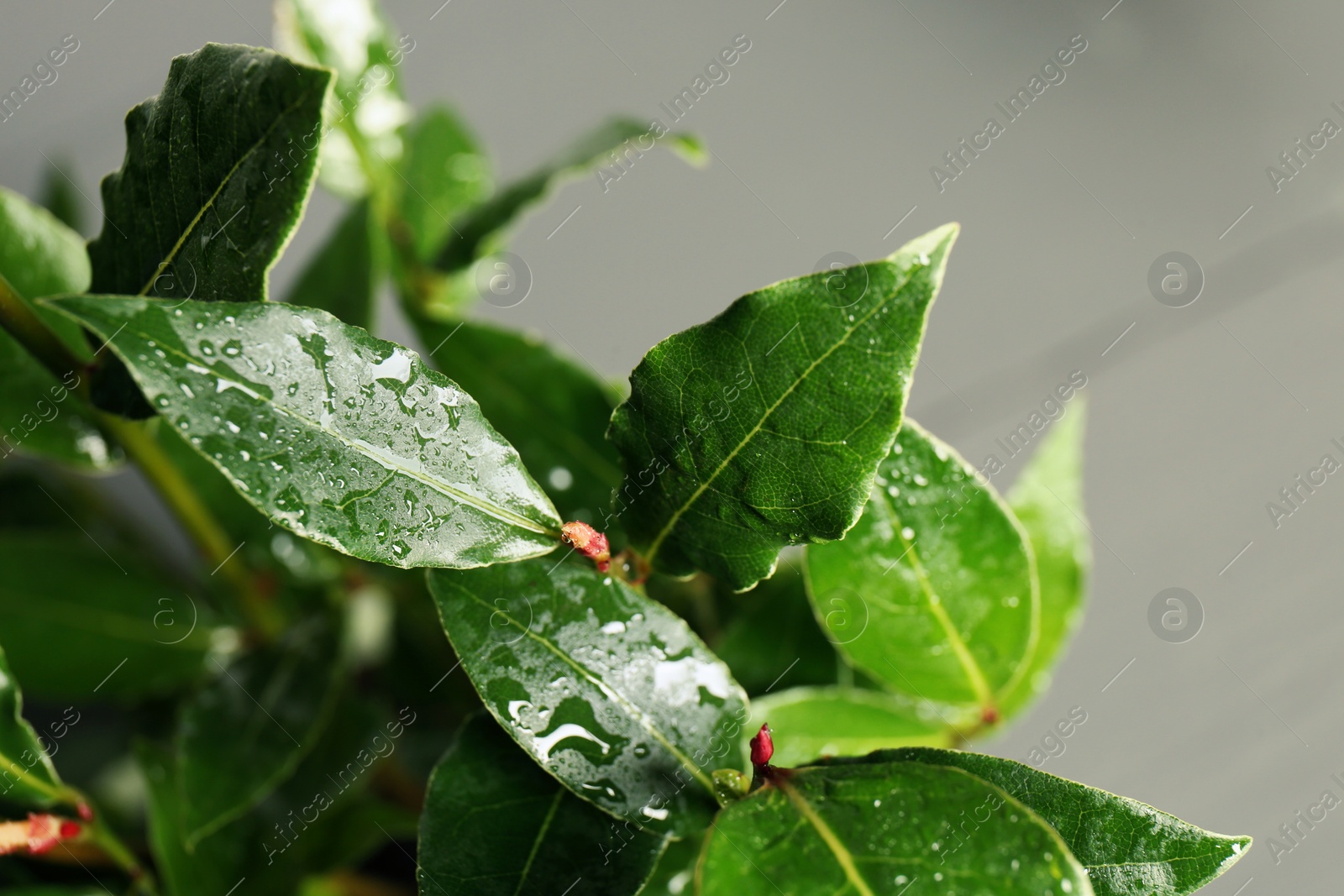 Photo of Bay tree with green leaves growing on light grey background, closeup