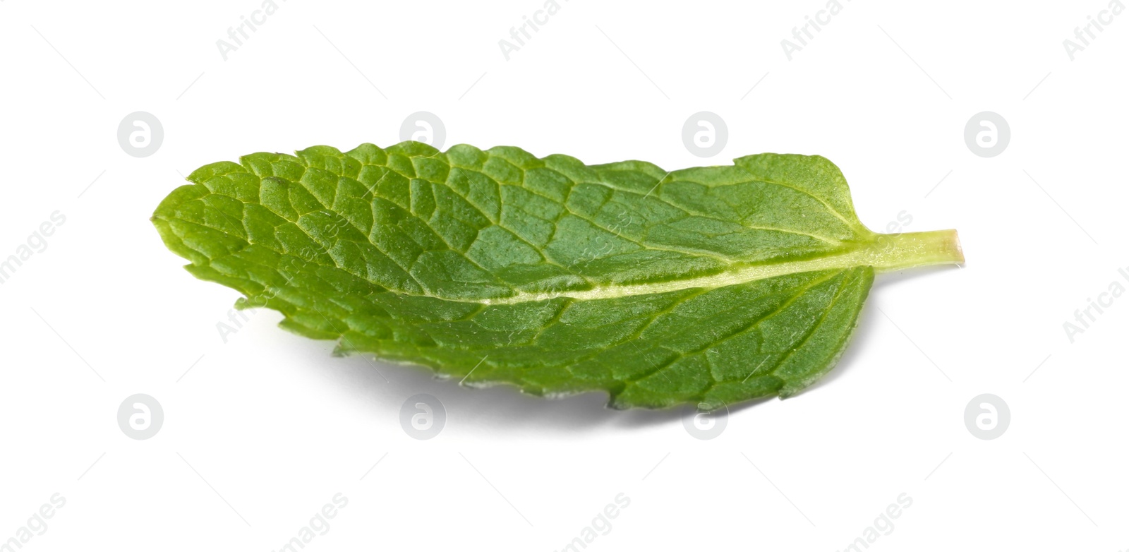 Photo of Leaf of fresh mint isolated on white