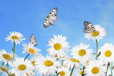 Image of Beautiful chamomile flowers outdoors on sunny day. Springtime 