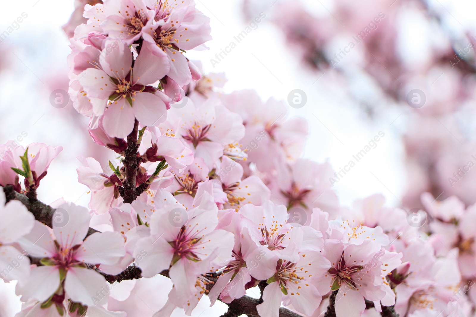 Photo of Delicate spring pink cherry blossoms on tree outdoors, closeup