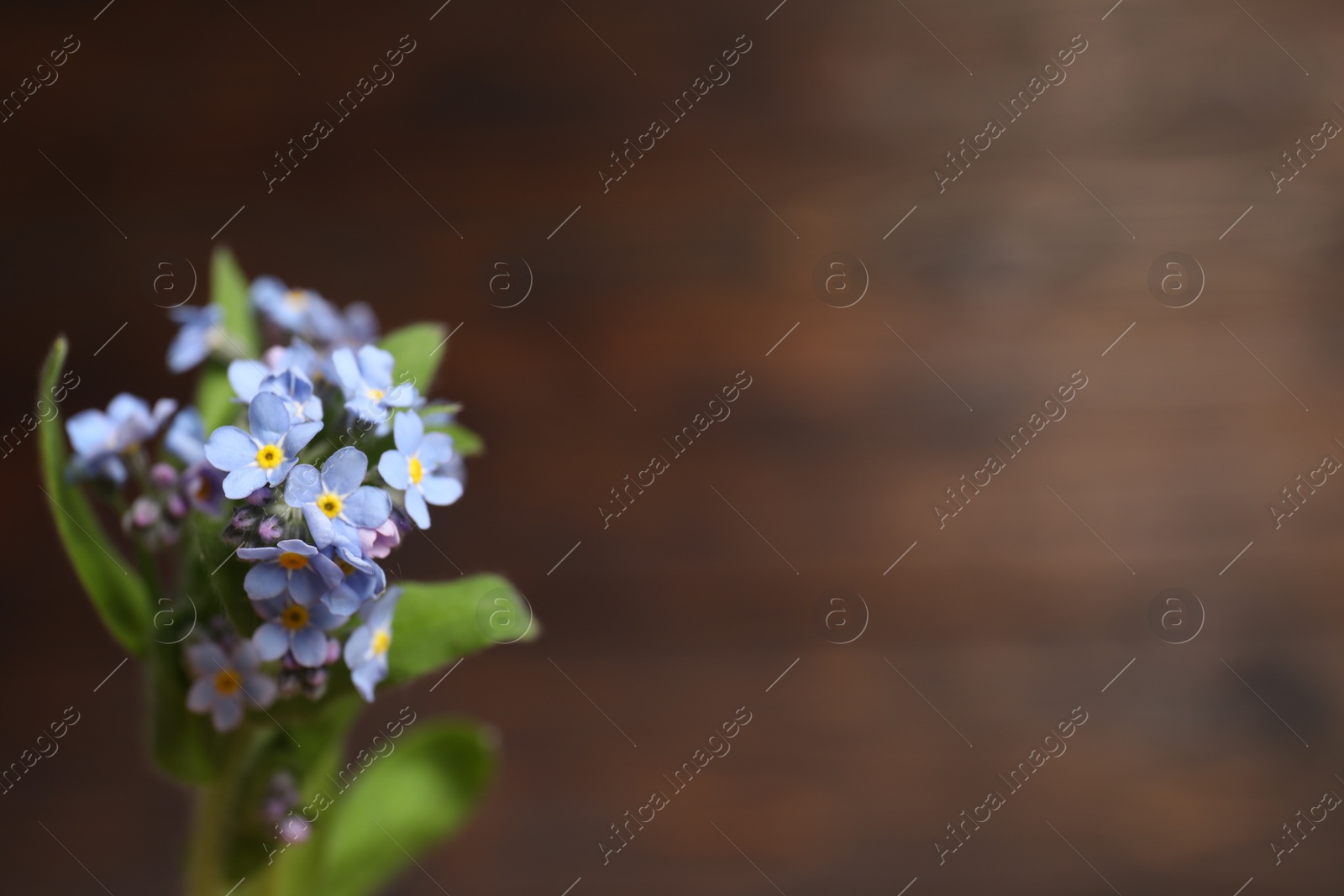 Photo of Beautiful forget-me-not flowers against blurred background, closeup. Space for text