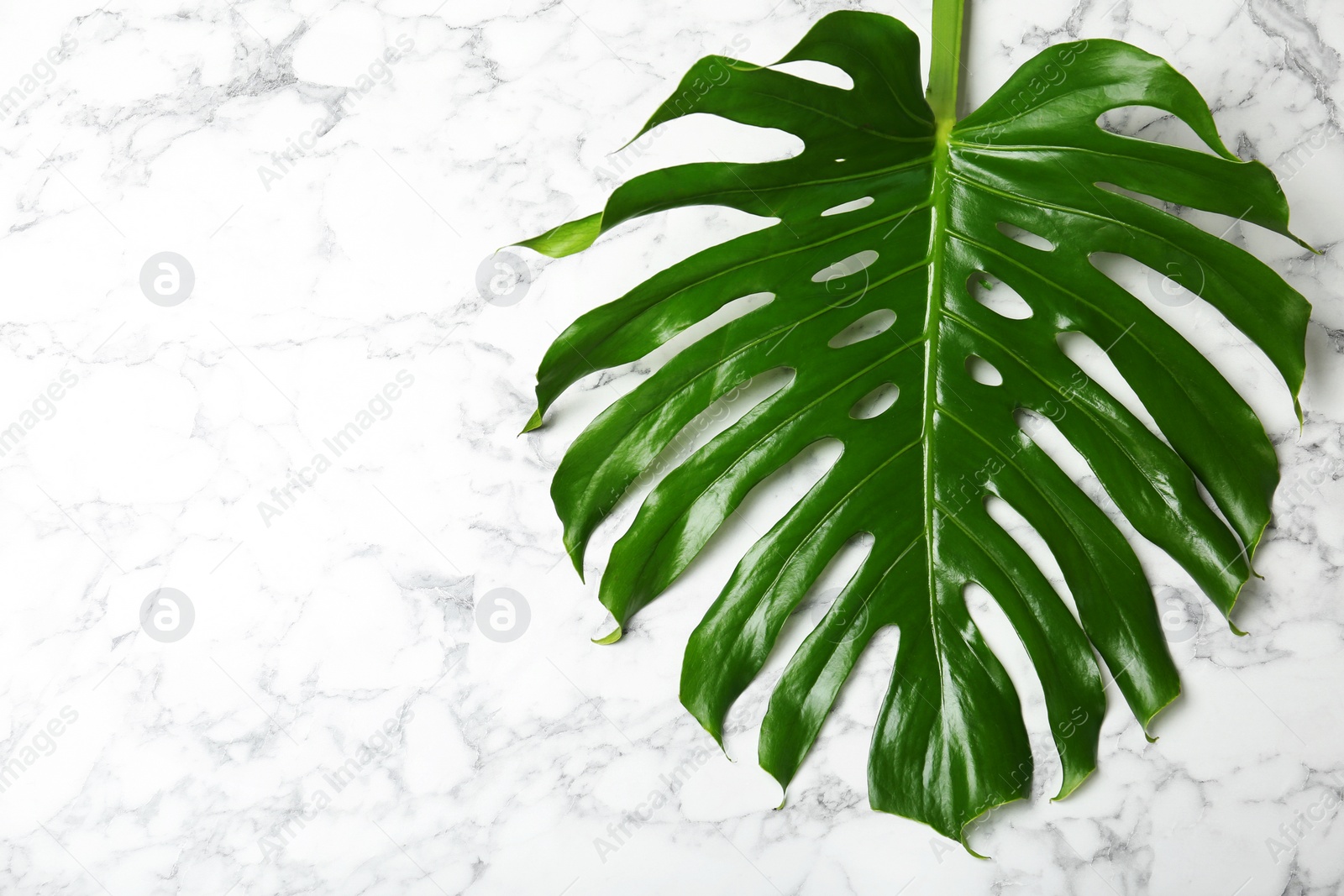 Photo of Fresh tropical monstera leaf on marble background, top view