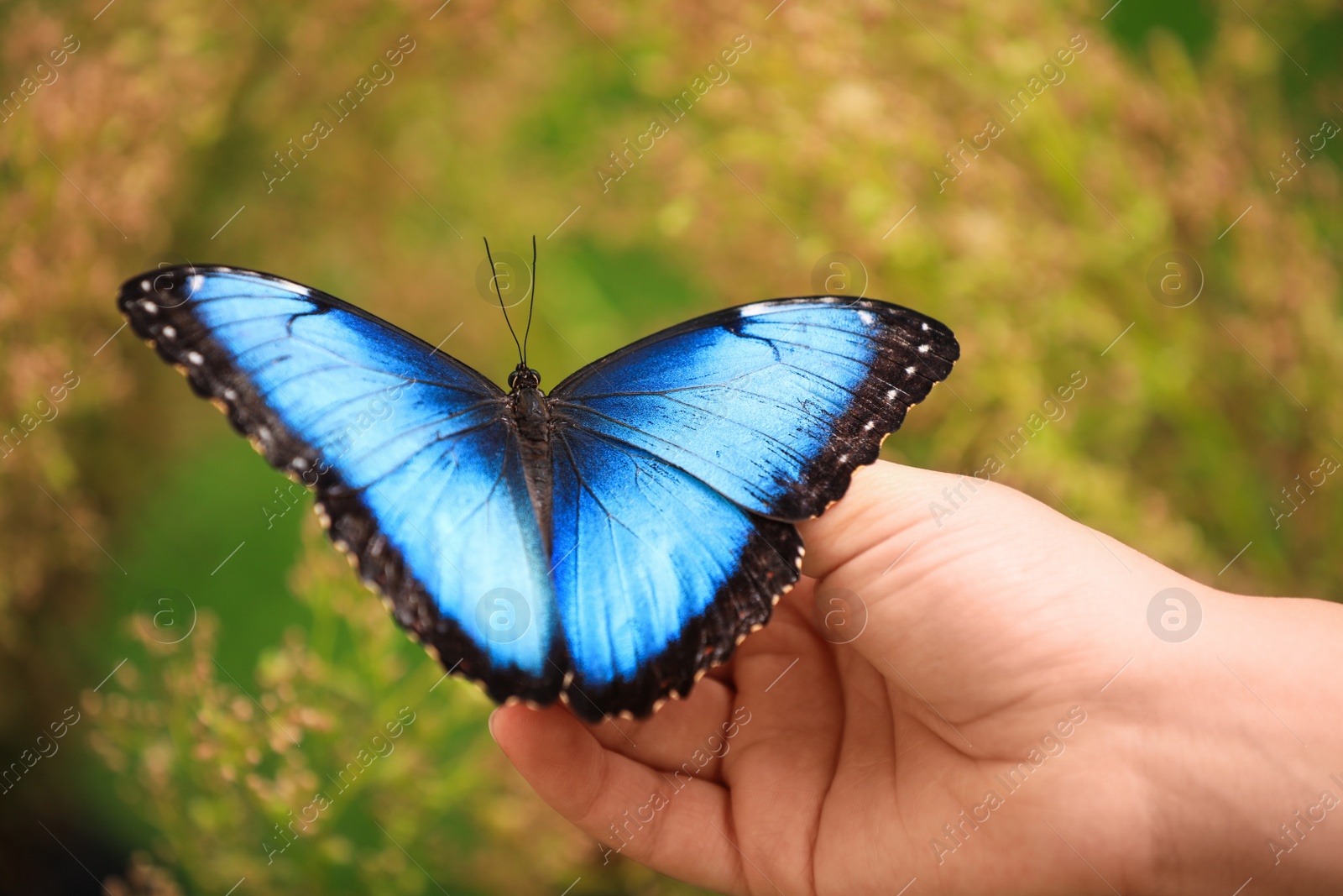 Photo of Woman holding beautiful Blue Morpho butterfly outdoors, closeup