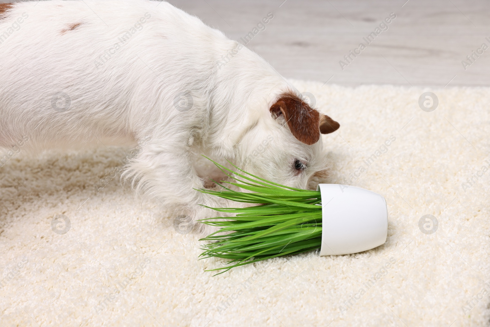 Photo of Cute dog near overturned houseplant on rug indoors