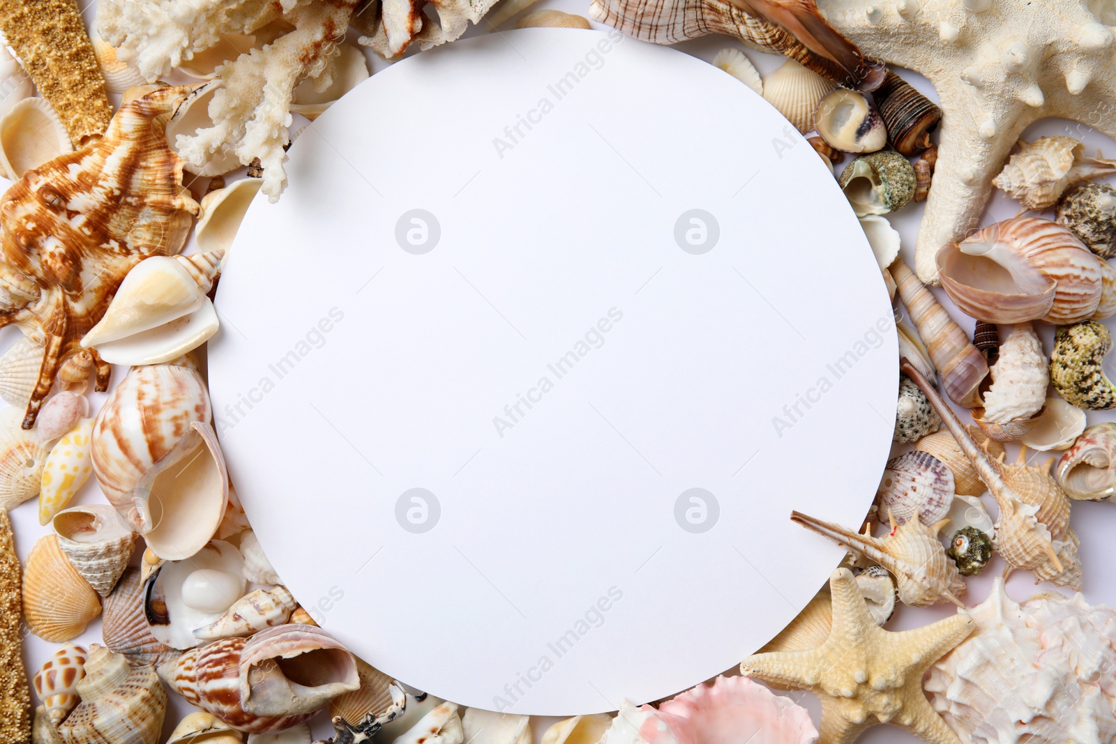 Photo of Different beautiful sea shells and blank card, flat lay. Space for text