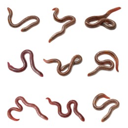 Set with many worms isolated on white