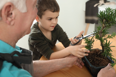 Photo of Senior man with little grandson taking care of Japanese bonsai plant indoors. Creating zen atmosphere at home