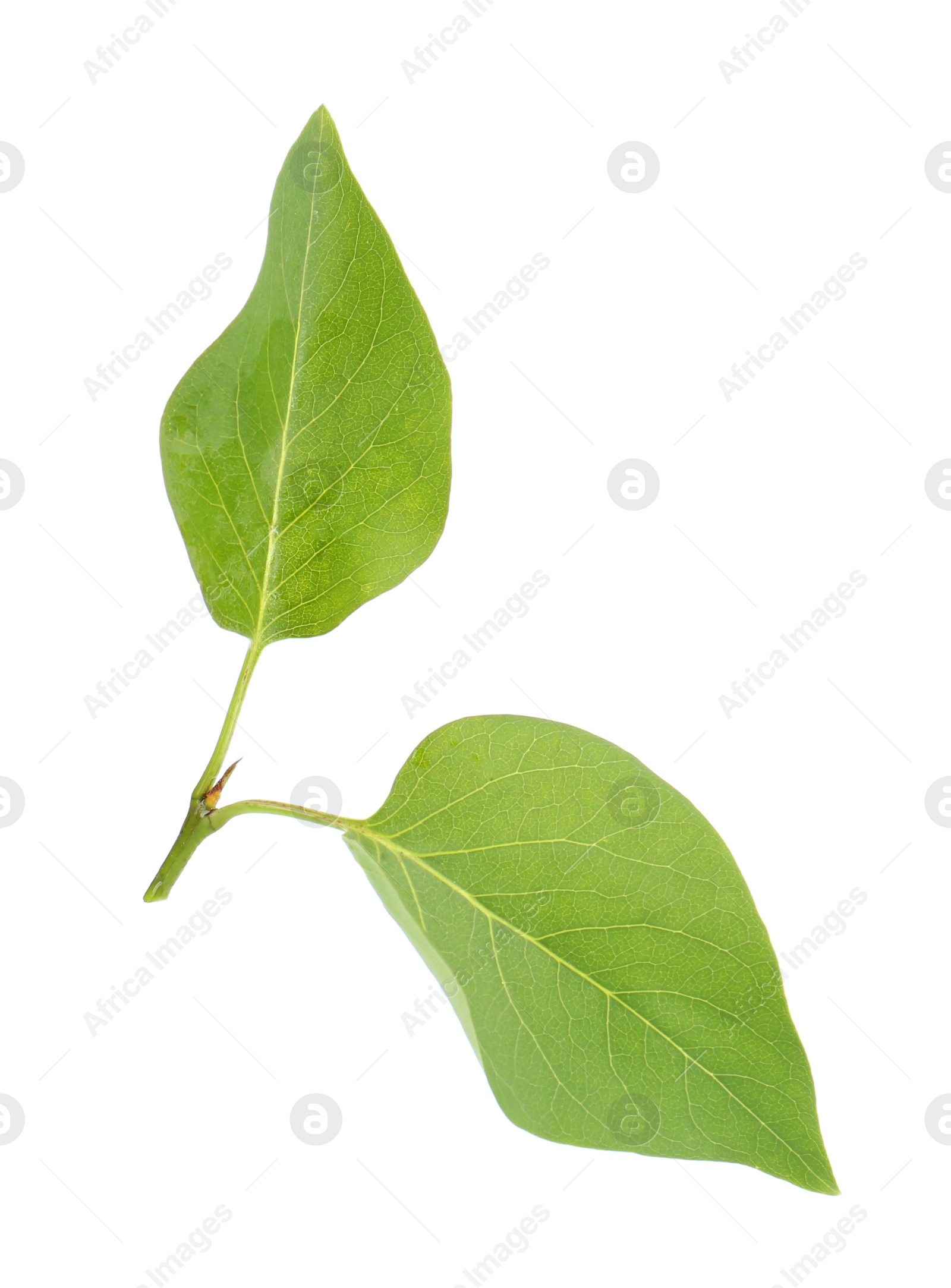 Photo of Fresh green lilac leaves on white background